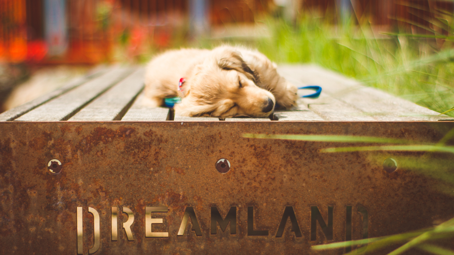 a sleeping puppy on a Dreamland bench for Dreamland Dog Day